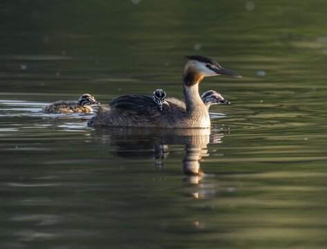Great crested grebe (Podiceps scalloped ribbonfish) with three young birds swimming on a pond, Thuringia, Germany