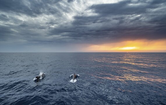 Two dolphins in the sea, view over the open sea to the setting sun, dramatic cloudy sky at sunset, Rhodes, Dodecanese, Greece
