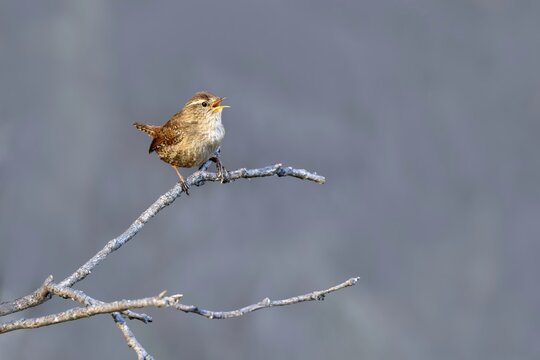 Wren (Troglodytes troglodytes), sitting on a branch, Jenbach, Tyrol, Austria