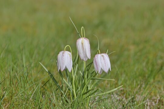 Snake's Head Fritillary (Fritillaria meleagris f. alba), white flower, also known as lapwing, in a meadow, close-up, inflorescence, early bloomer, spring, Wilnsdorf, North Rhine-Westphalia, Germany