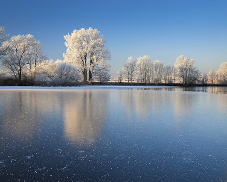 Half-frozen small lake in winter, arm of the Saale, trees with snow and hoarfrost on the shore, ice crystals in the foreground, Lower Saale Valley nature park Park, Halle, Saxony-Anhalt, Germany