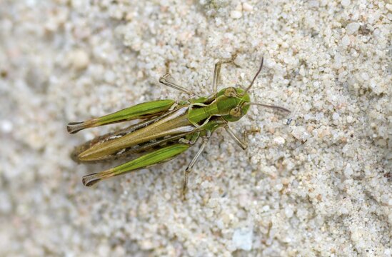 Acrididae, caelifera, common club grasshopper, spotted club scare, gomphocerinae, club scare, short-feeler, mottled grasshopper, myrmeleotettix maculatus, female, grasshopper, grasshopper, grasshopper, insects, female