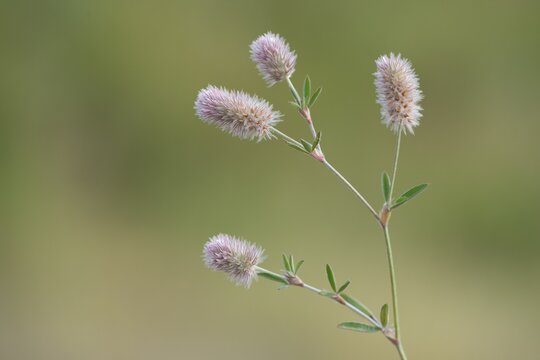 Haresfoot Clover (Trifolium arvense), Emsland, Lower Saxony, Germany