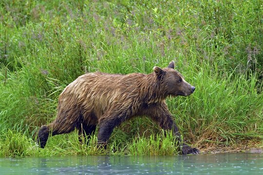 Brown bear (Ursus arctos) striding along the shore, Lake Clarke National Park, Alaska, USA