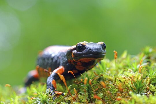 Orange Fire salamander (Salamandra salamandra), Rare colour variation, Solms, Hesse, Germany