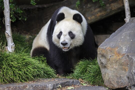 Panda (Ailuropoda melanoleuca), adult, sitting, looks attentive, captive, Adelaide, South Australia, Australia
