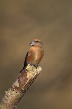 Common crossbill (Loxia curvirostra) adult male bird on a tree branch, Norfolk, England, United Kingdom