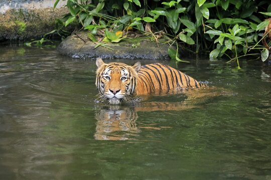 Malaysia tiger (Panthera tigris jacksoni), adult, in water, alert, Malaysia, Southeast Asia