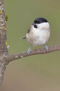 Marsh tit (Parus palustris) sitting on a branch, Wilnsdorf, North Rhine-Westphalia, Germany