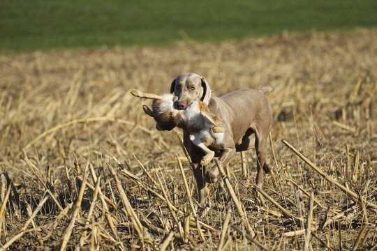 Hunting dog Weimaraner shorthair retrieves hare (Lepus europaeus) Lower Austria, Austria