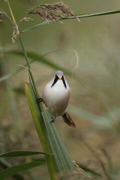 Bearded tit (Panurus biarmicus) or reedling adult male bird on a Common reed seed head, Norfolk, England, United Kingdom