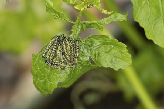 Large or Cabbage white butterfly (Pieris brassicae) juvenile larva caterpillars pest feeding on garden brassica plant leaves in summer, England, United Kingdom