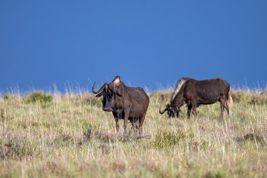 White-tailed wildebeest (Connochaetes gnou), adult, Mountain Zebra National Park, Eastern Cape, South Africa