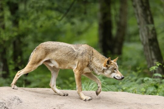 European gray wolf (Canis lupus), adult creeping on a hill, captive