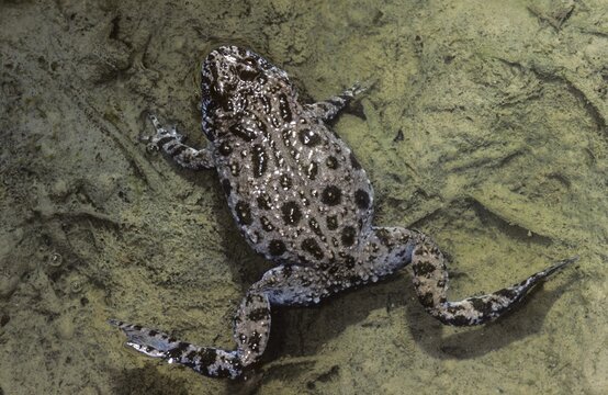 Bombina bombina, fire-bellied toad, red-bellied toad, lowland toad, amphibians, amphibians, amphibians, amphibians