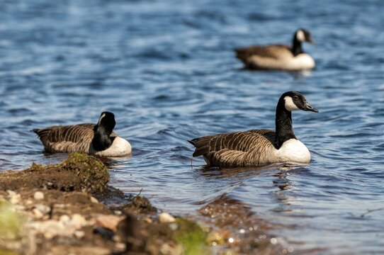 Branta Canadensis, Canada Goose, Canada Goose, Sweden, Anatidae, Birds, Duckbirds, Goose, Geese, Geese, Sweden, Birds, Waterbirds