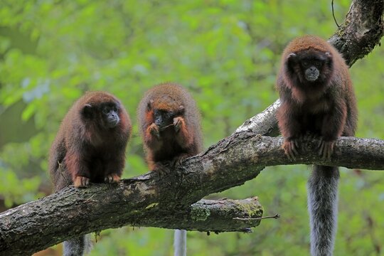 Red spring monkey (Callicebus moloch), adult