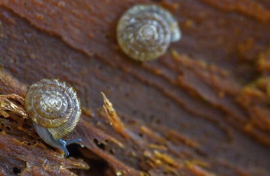 Discus rotundatus, spotted discus snail, spotted snail, spotted snail, spotted bowl snail, gastropod, mollusca, rotund disc, snails, molluscs