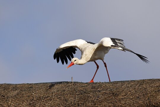 White Stork (Ciconia ciconia) flying off roof ridge, Schleswig-Holstein, Germany