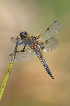 Four-spotted Chaser or Four-spotted Skimmer (Libellula quadrimaculata), perched on a blade