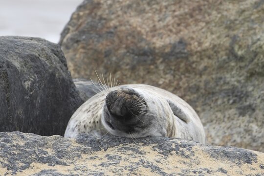 Atlantic grey seal (Halichoerus grypus) adult animal sleeping on a rock on a beach, England, United Kingdom