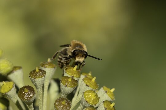 Ivy bee (Colletes hederae) adult insect feeding on Ivy flowers in the summer, England, United Kingdom