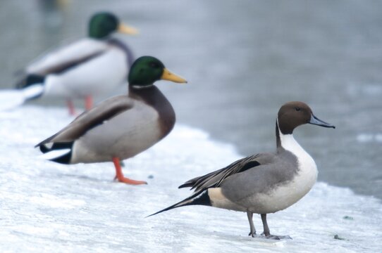 Anas acuta, pintail, pintail, anatidae, birds, ducks, ice, ducks, ducks, ice, male, birds, waterbirds, waterbirds, winter