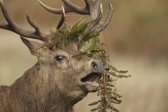 Red deer (Cervus elaphus) adult male stag roaring during the rutting season, Surrey, England, United Kingdom
