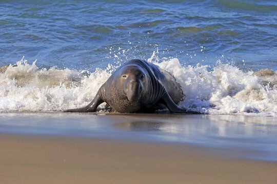 Northern Elephant Seal (Mirounga angustirostris), adult male on the beach, Piedras Blancas Rookery, San Simeon, San Luis Obispo County, California, USA