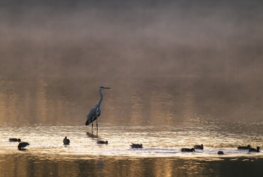 Grey heron (Ardea cinerea) stands in warm morning light in the shallow water zone of a lake, clouds of fog over the water, Lower Saxony, Germany