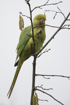Rose-ringed parakeet (Psittacula krameri), Rhineland-Palatinate, Germany