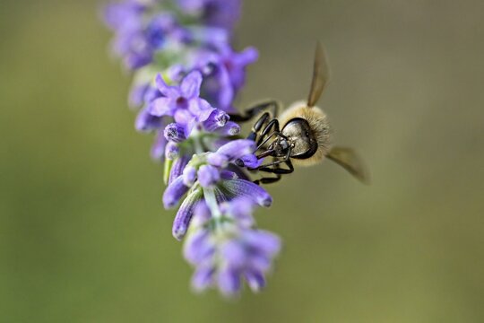 Western honey bee (Apis mellifera), feeding on nectar from a common lavender (Lavandula angustifolia) flower, Meienberg, Canton of Aargau, Switzerland