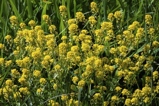 Barbaracress (Barbarea vulgaris), also winter cress, flowering, Baden-W&uuml;rttemberg, Germany
