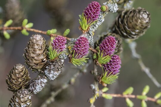 Larch (Larix decidua), blossoms, Emsland, Lower Saxony, Germany