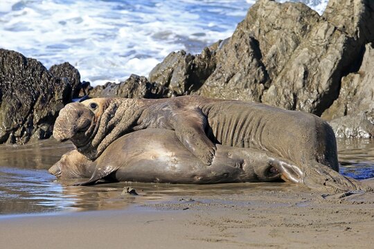 Northern Elephant Seals (Mirounga angustirostris), adult, animal couple on the beach mating, Piedras Blancas Rookery, San Simeon, San Luis Obispo County, California, USA