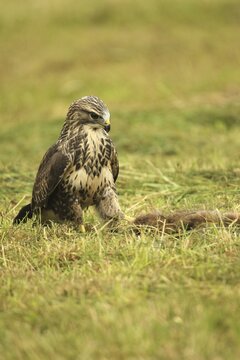 Buzzard (Buteo buteo) tugging at a dead young fox (Vulpes vulpes) on a freshly mown meadow, Allg&auml;u, Bavaria, Germany, Allg&auml;u, Bavaria, Germany