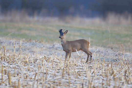 Roe deer (Capreolus capreolus) adult male buck in a frosty farmland field with a piece of plastic waste stuck on its antlers in winter, England, United Kingdom