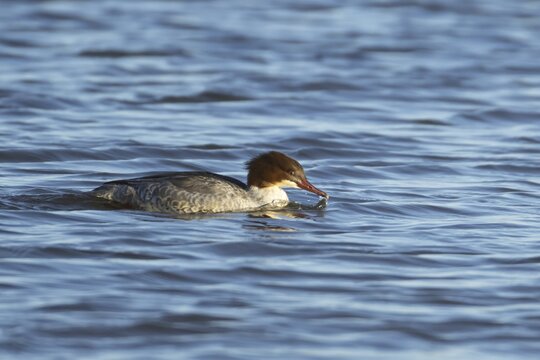 Goosander (Mergus merganser) adult female bird feeding on a lake, England, United Kingdom