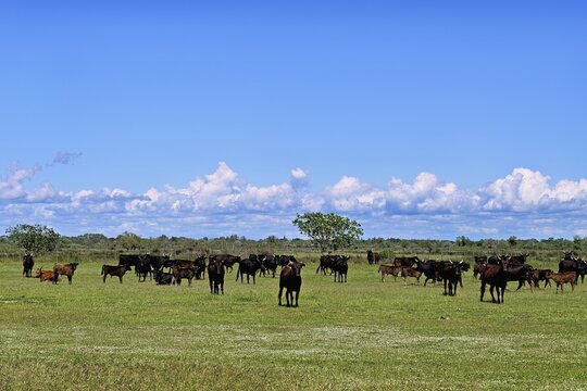 Camargue aurochs (Bos primigenius taurus), grazing in a meadow, Saintes-Marie-de-la-Mer, Camargue, southern France, France
