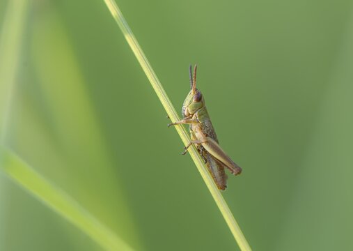 Meadow grasshopper ( Chorthippus parallelus) on a blade of grass, Perlacher Forst, Upper Bavaria, Bavaria, Germany