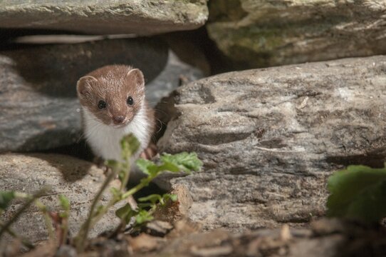 Carnivora, least weasel, mouse weasel, mustela nivalis, predators, mammals, raptors, mammals