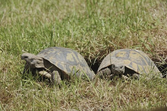 Hermann's tortoises (Testudo hermanni boettgeri), Greece
