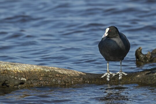 The large webbed feet of the coot (Fulica atra) are clearly recognisable, resting, break, Germany