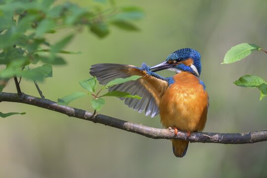 Common kingfisher (Alcedo atthis), male on his natural perch during plumage care, Danube floodplain, Baden-W&uuml;rttemberg, Germany
