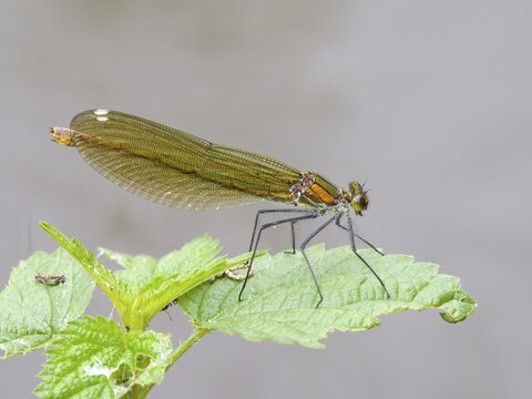 Banded demoiselle (Calopteryx splendens), female, Solms, Hesse