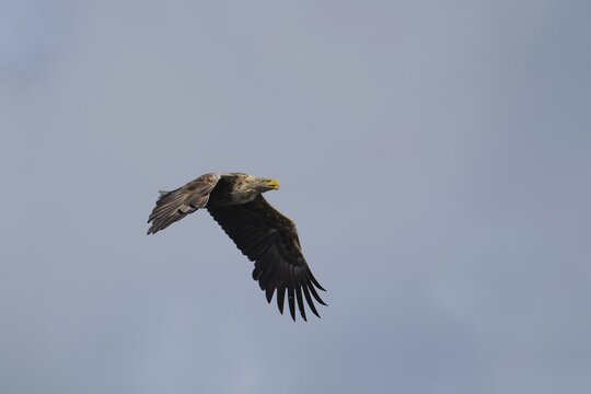 White tailed sea eagle (Haliaeetus albicilla) adult raptor bird of prey in flight, Isle of Mull, Scotland, United Kingdom