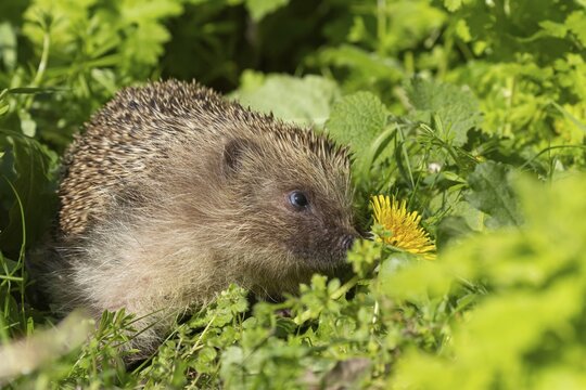 European hedgehog (Erinaceus europaeus) adult animal in a garden, England, United Kingdom