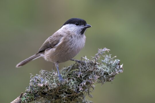 Marsh tit (Parus palustris), sitting on a branch, Terfens, Tyrol, Austria