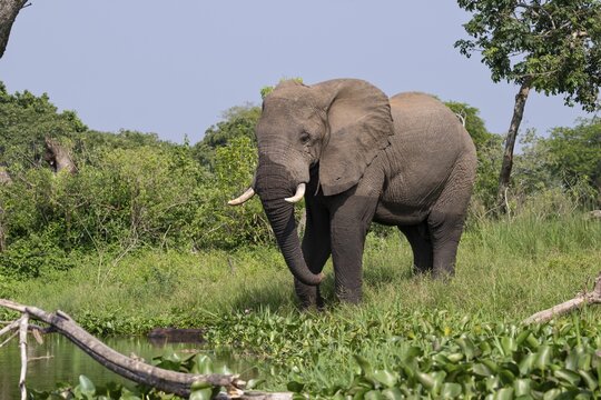 African elephant (Loxodonta africana) drinking by the river, White Nile, Murchison Falls National Park, Uganda