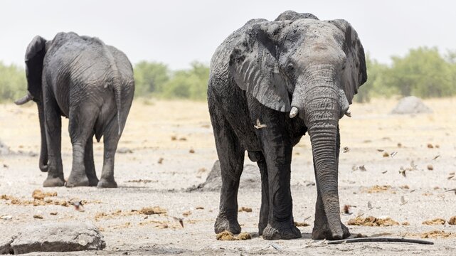 African elephant (Loxodonta africana), Namibia
